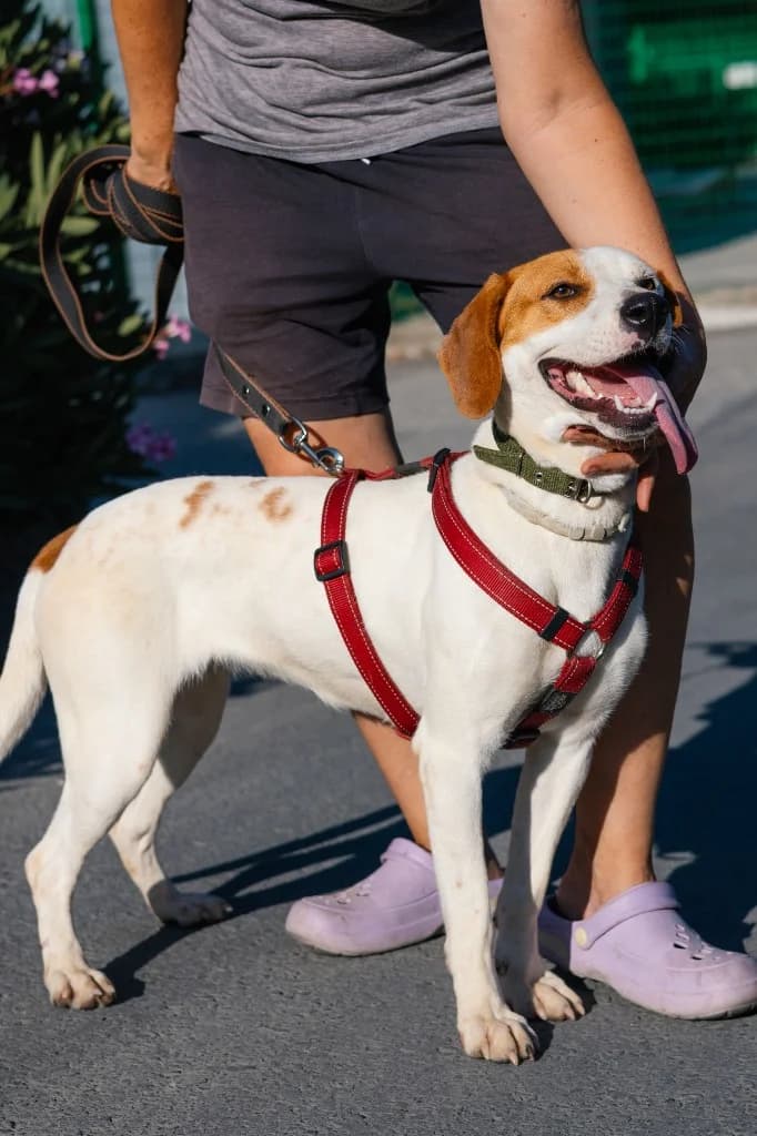 Luna, female mixed breed for adoption at Saving Souls Animal Rescue
