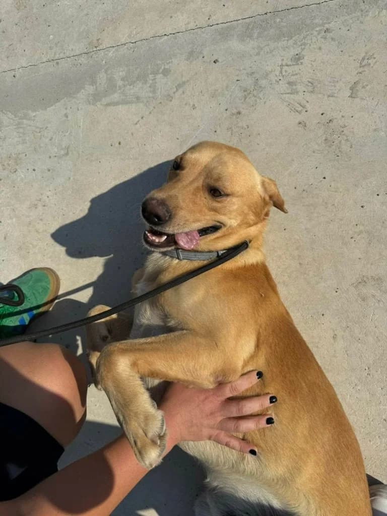 Honey, male Labrador Retriever for adoption at Saving Souls Animal Rescue