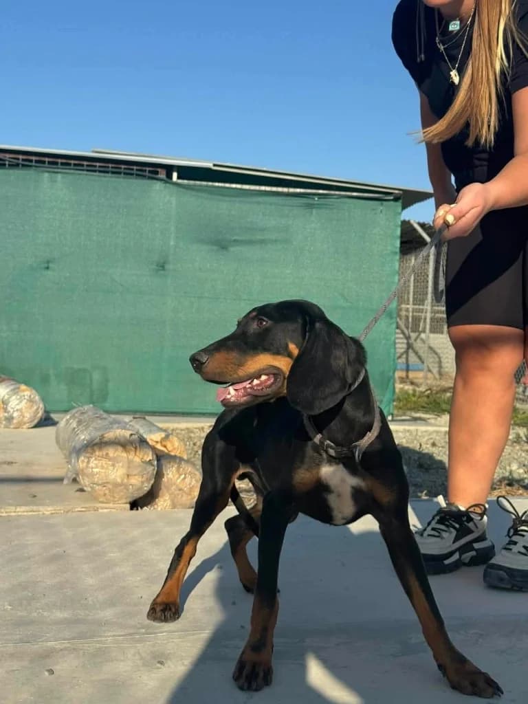 Mark, male mixed breed for adoption at Saving Souls Animal Rescue