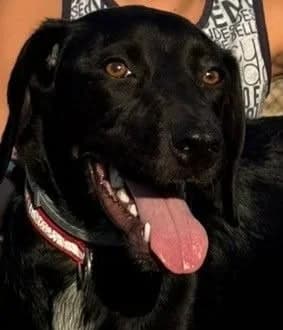 Bianca, female mixed breed for adoption at Saving Souls Animal Rescue