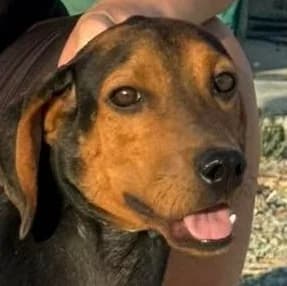 Spencer, male mixed breed for adoption at Saving Souls Animal Rescue