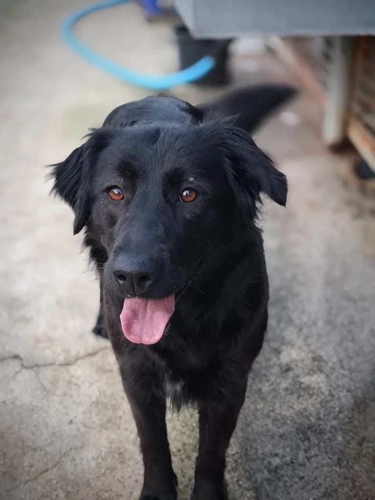 Misty, female mixed breed for adoption at Saving Souls Animal Rescue