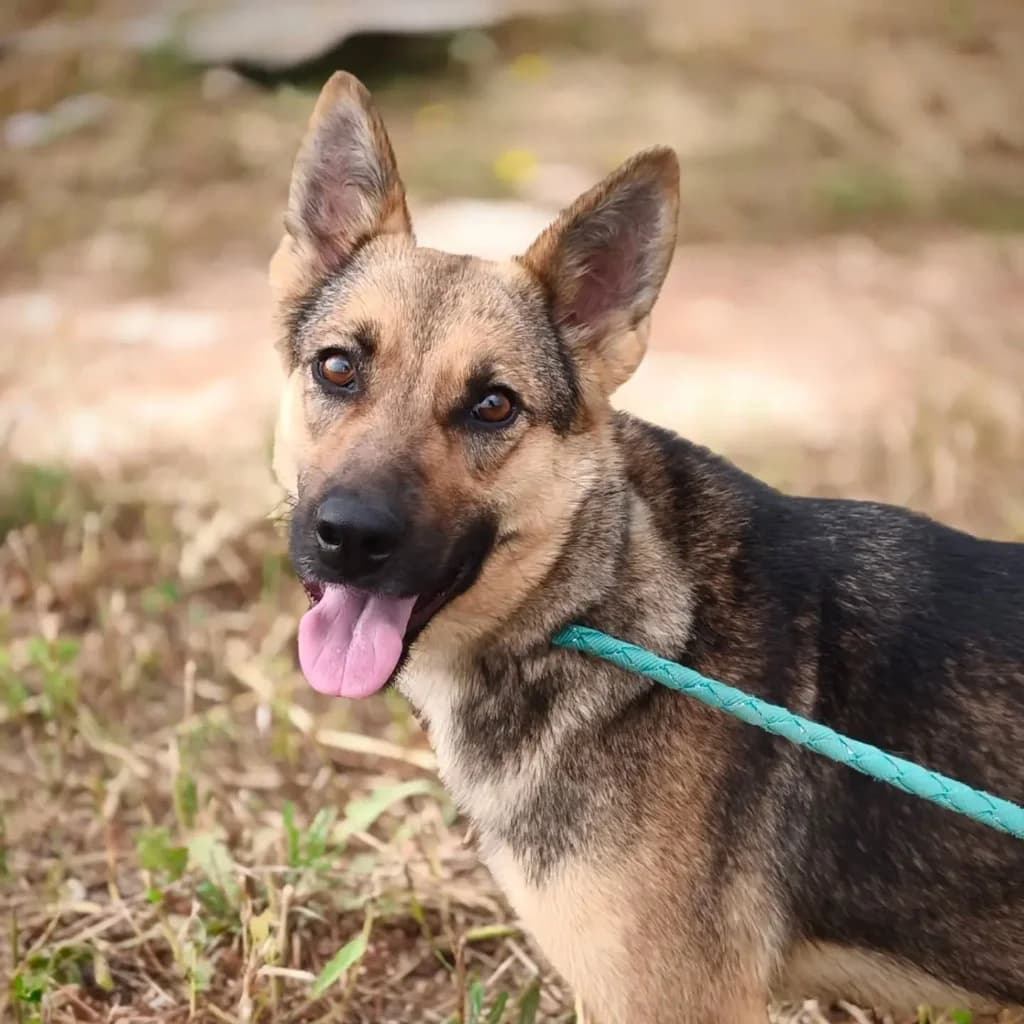 Greta, female mixed breed for adoption at Saving Souls Animal Rescue