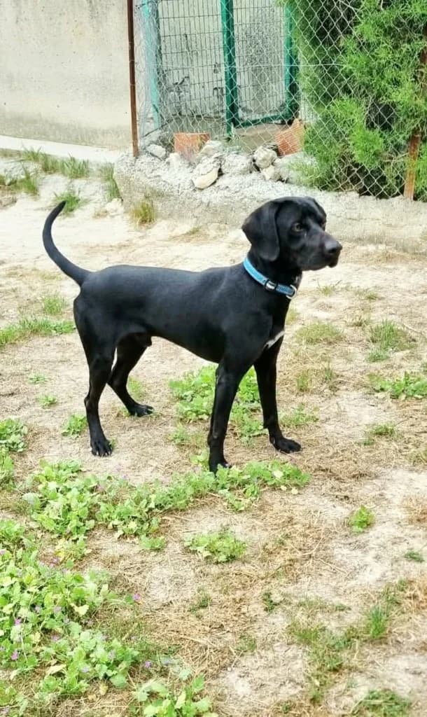 Marvel, male Labrador Retriever for adoption at Saving Souls Animal Rescue
