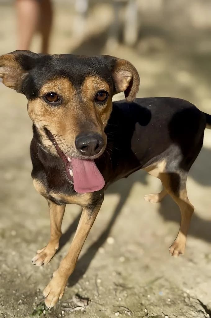 Bella, female mixed breed for adoption at Saving Souls Animal Rescue