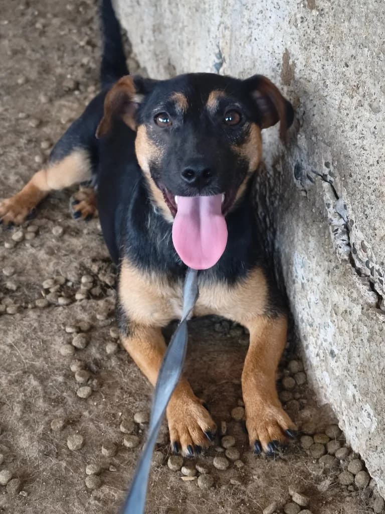 Lili, female mixed breed for adoption at Saving Souls Animal Rescue