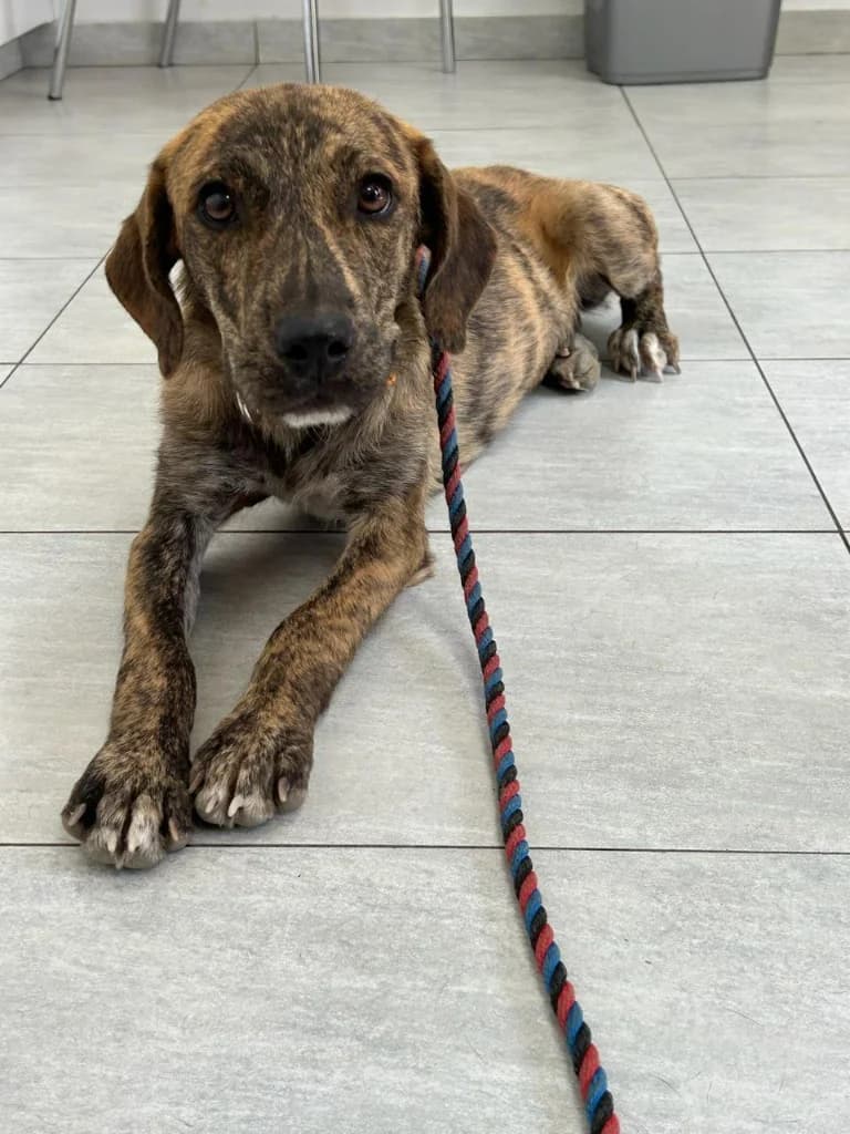 Arya, female mixed breed for adoption at Saving Souls Animal Rescue