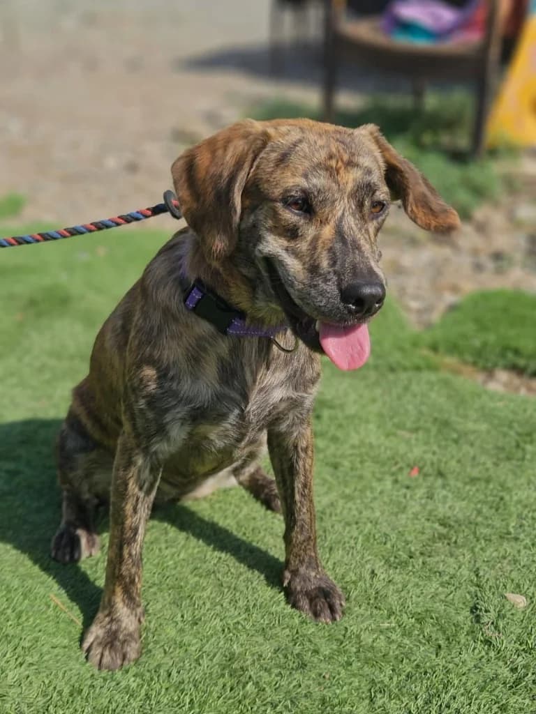 Arya, female mixed breed for adoption at Saving Souls Animal Rescue