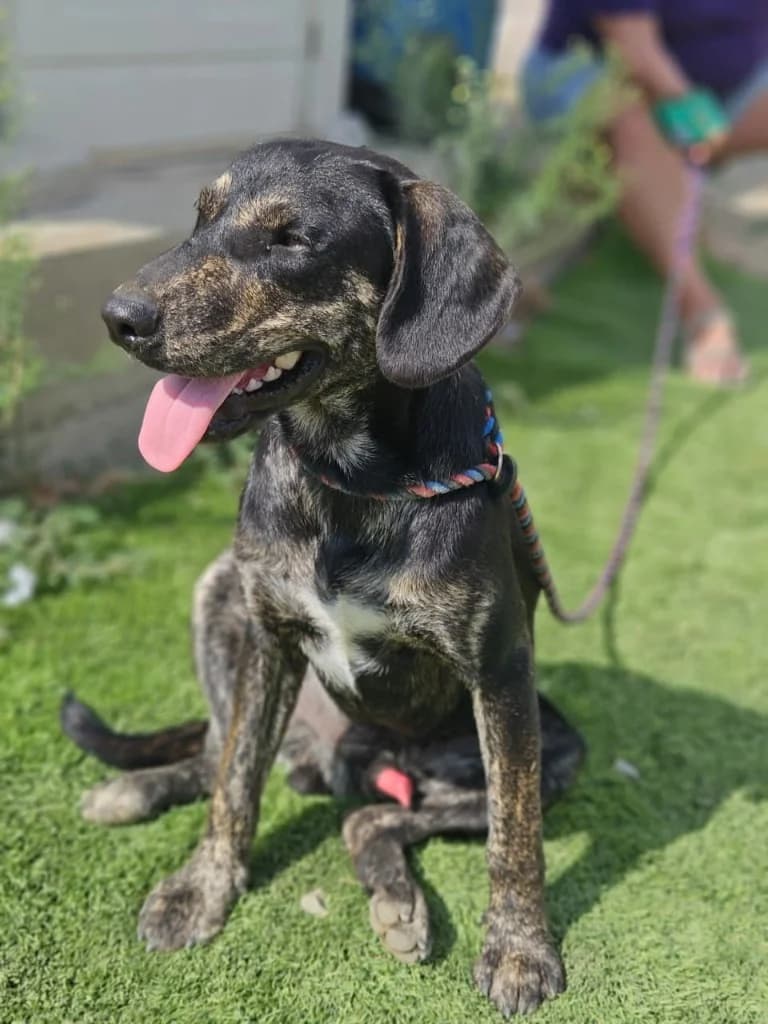 Robb, male mixed breed for adoption at Saving Souls Animal Rescue