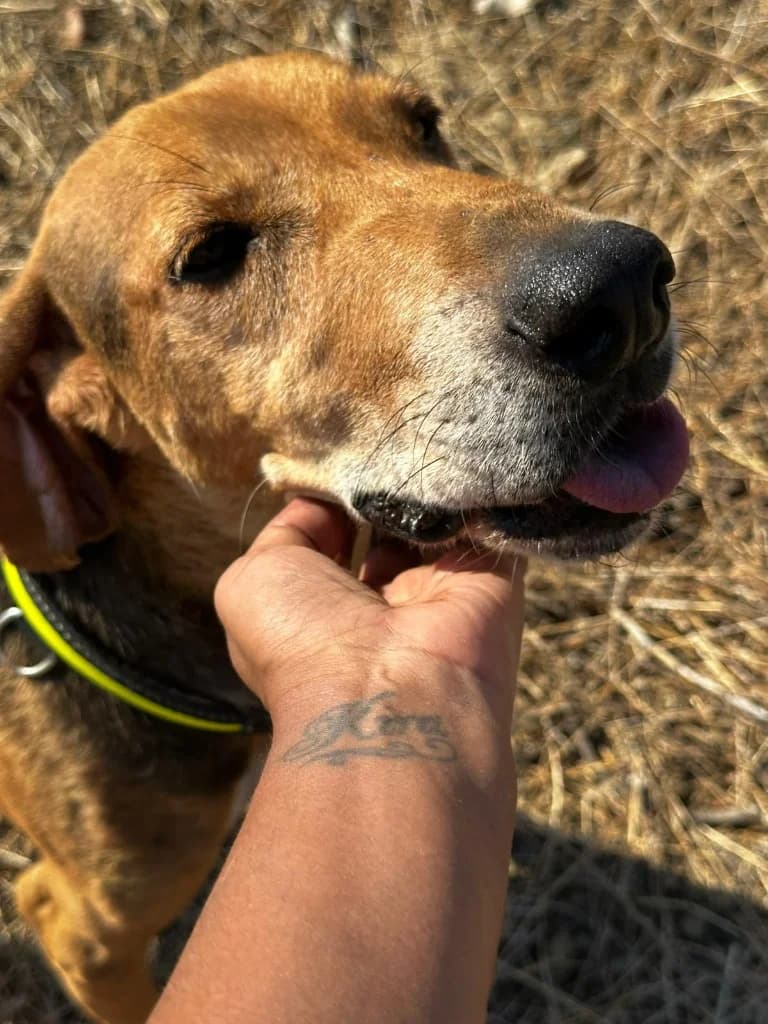 Tito, male mixed breed for adoption at Saving Souls Animal Rescue