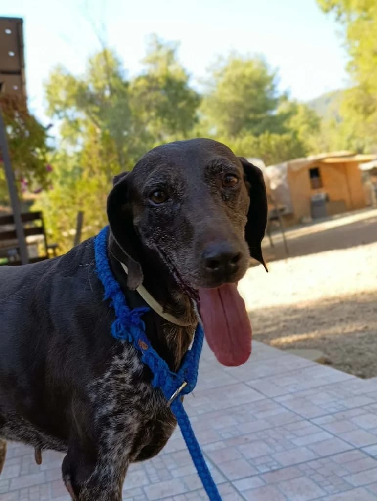 JESSIE, female German Shorthaired Pointer for adoption at Saving Souls Animal Rescue