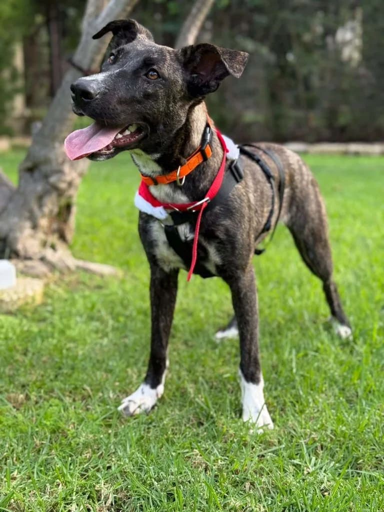 Tigra, female mixed breed for adoption at Saving Souls Animal Rescue