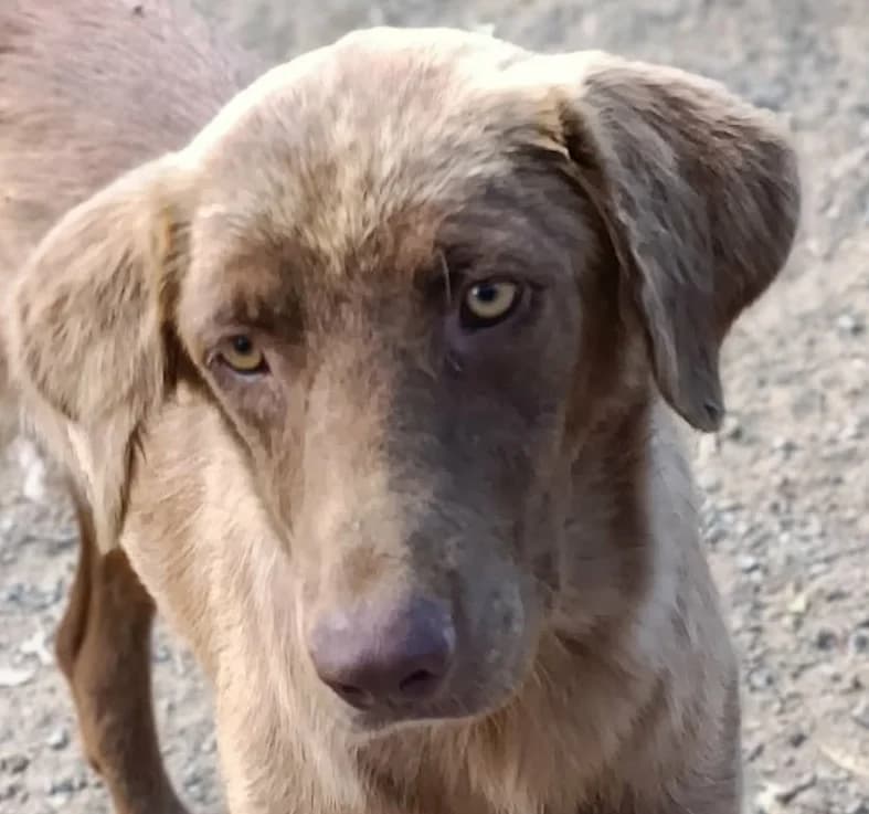 CARAMEL, female mixed breed for adoption at Saving Souls Animal Rescue