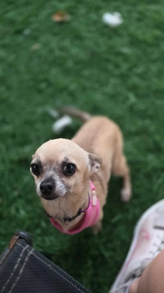 Cleo, female mixed breed for adoption at Saving Souls Animal Rescue