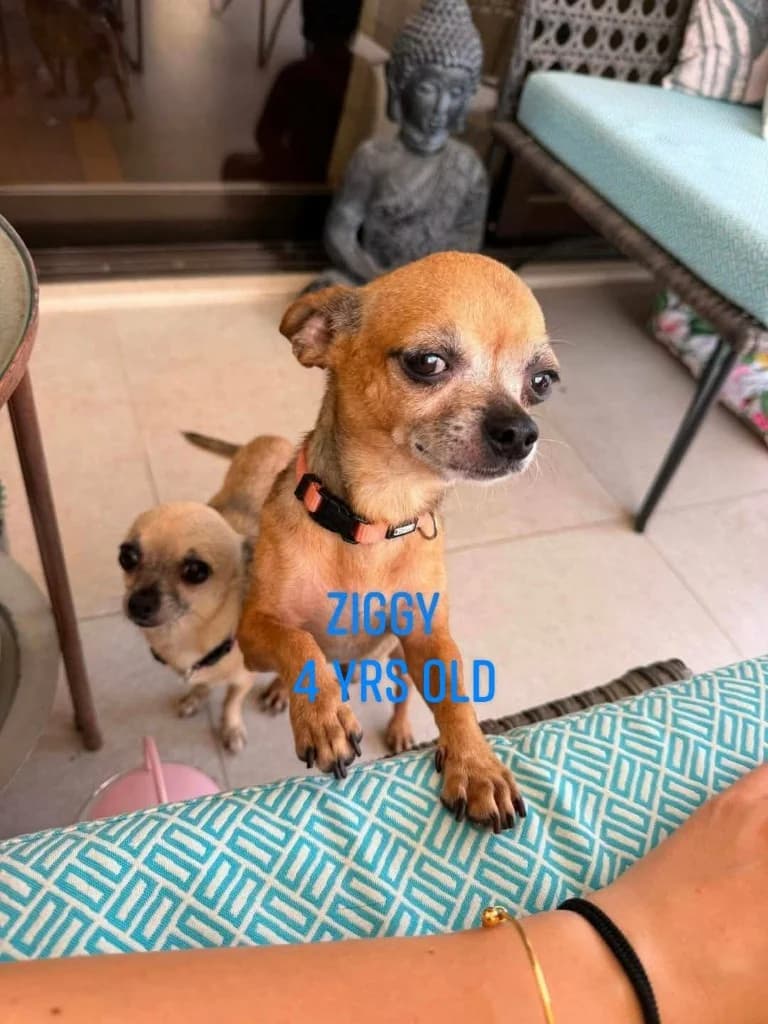 Ziggy brother of cleo, male mixed breed for adoption at Saving Souls Animal Rescue