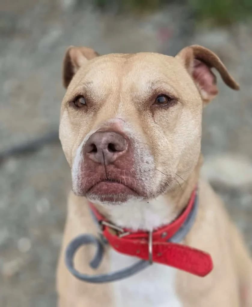 Tequila, female Staffordshire Bull Terrier for adoption at Saving Souls Animal Rescue