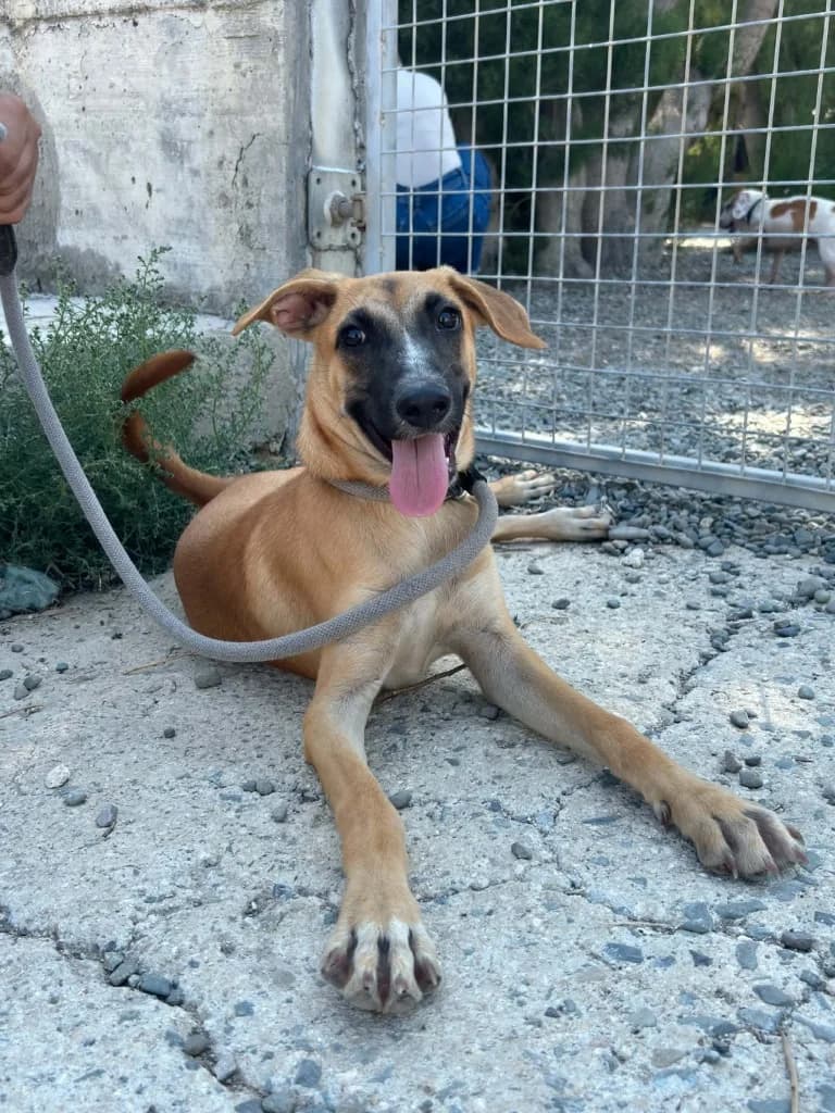 Pascal, male Belgian Malinois for adoption at Saving Souls Animal Rescue