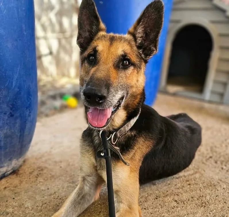 Siggy, male mixed breed for adoption at Saving Souls Animal Rescue