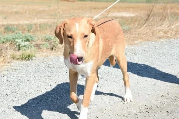 Moana, female Pointer for adoption at Saving Souls Animal Rescue
