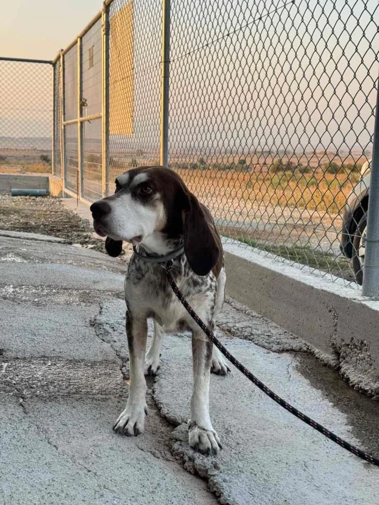 Roxy, female mixed breed for adoption at Saving Souls Animal Rescue