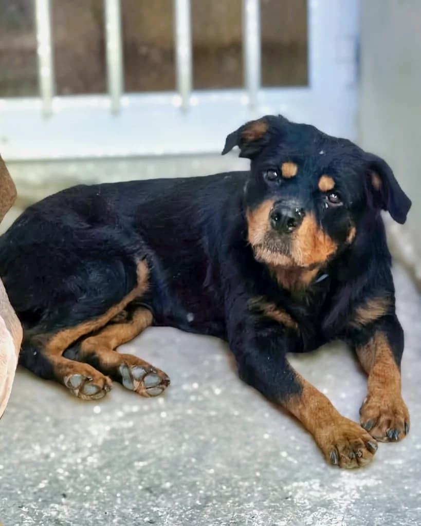 Riddick, male Rottweiler for adoption at Saving Souls Animal Rescue
