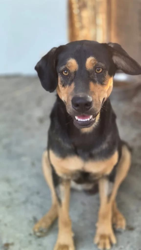 Woody, male mixed breed for adoption at Saving Souls Animal Rescue