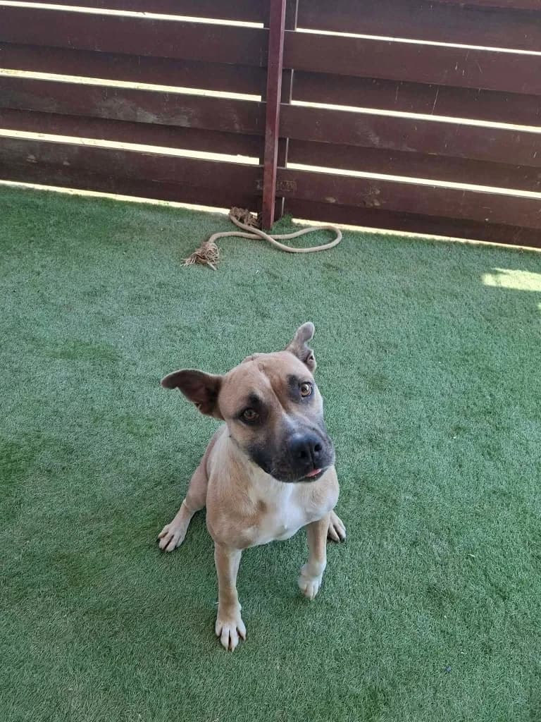 Christia, female mixed breed for adoption at Saving Souls Animal Rescue