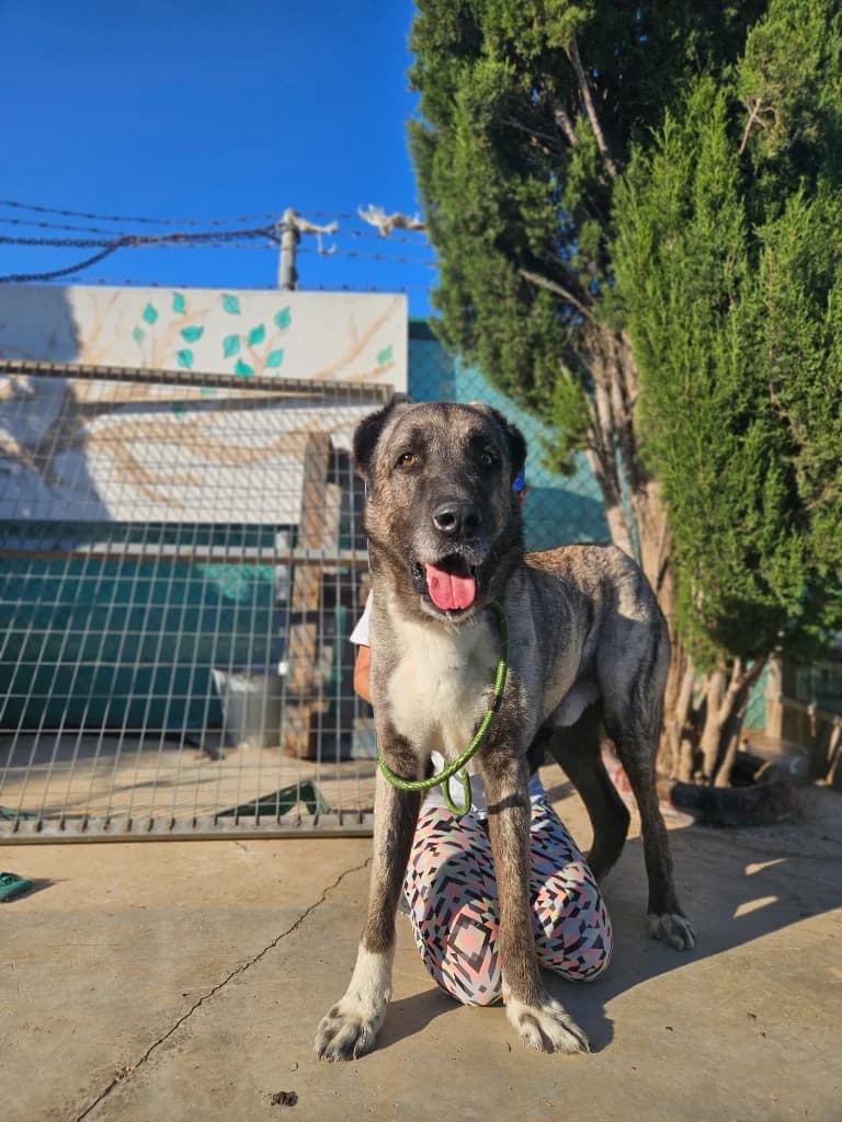Konan, male mixed breed for adoption at Saving Souls Animal Rescue