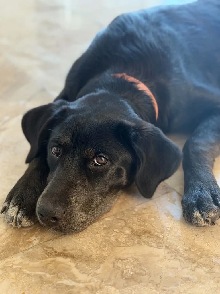 DOLLY, female mixed breed for adoption at Saving Souls Animal Rescue