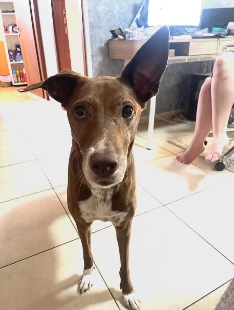 Chomsky, female mixed breed for adoption at Saving Souls Animal Rescue