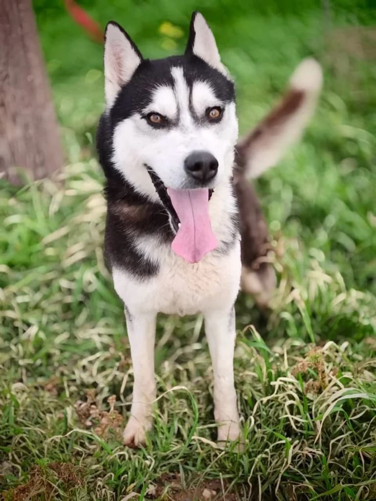 Blu, male Husky for adoption at Saving Souls Animal Rescue