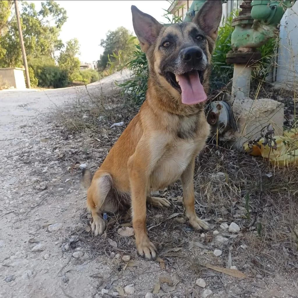 Coffee, female mixed breed for adoption at Saving Souls Animal Rescue
