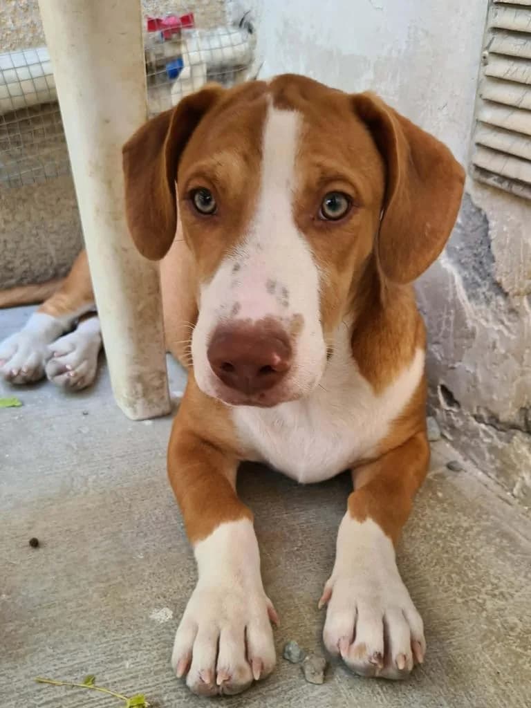 Manolis, male mixed breed for adoption at Saving Souls Animal Rescue