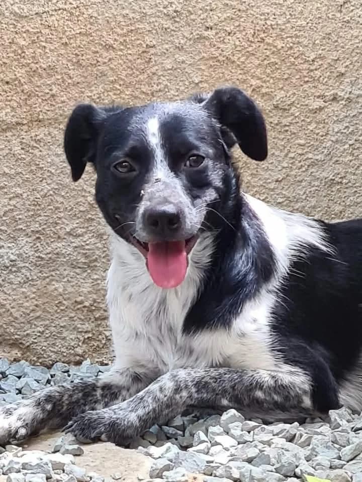 Aki, male mixed breed for adoption at Saving Souls Animal Rescue