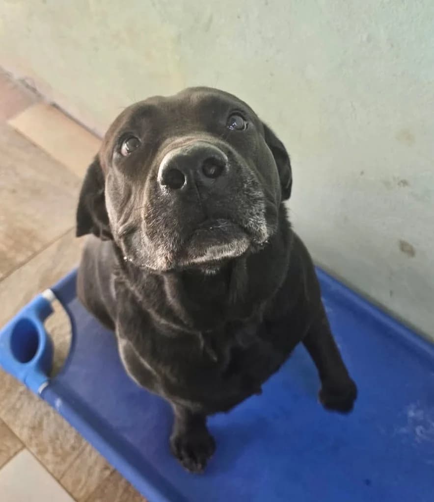 Max, male mixed breed for adoption at Saving Souls Animal Rescue