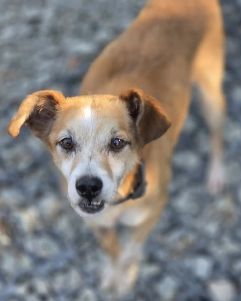 Oscar, male mixed breed for adoption at Saving Souls Animal Rescue