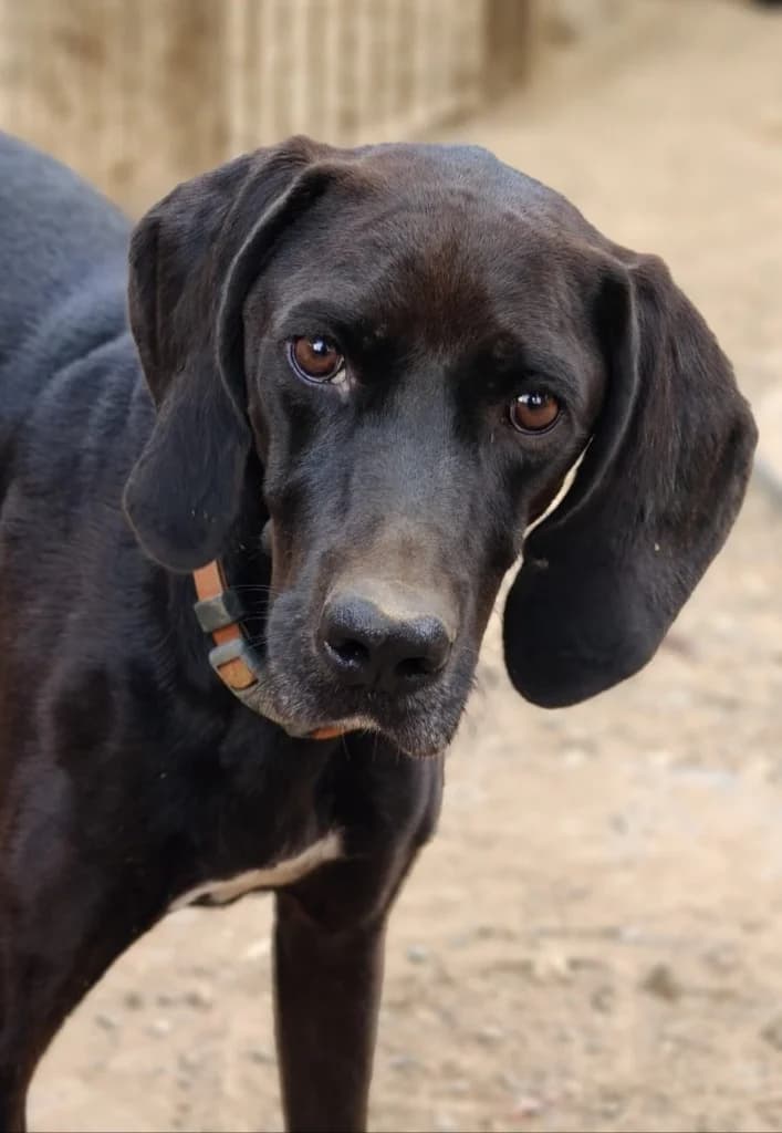 MONTY, male mixed breed for adoption at Saving Souls Animal Rescue