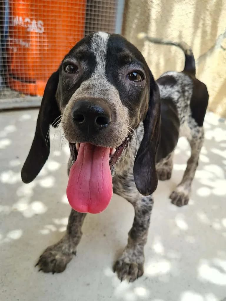 Romeo, male mixed breed for adoption at Saving Souls Animal Rescue