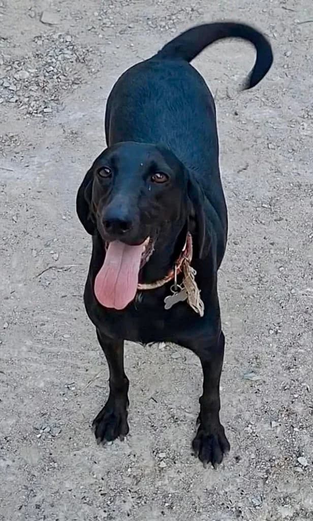Jerry, male mixed breed for adoption at Saving Souls Animal Rescue