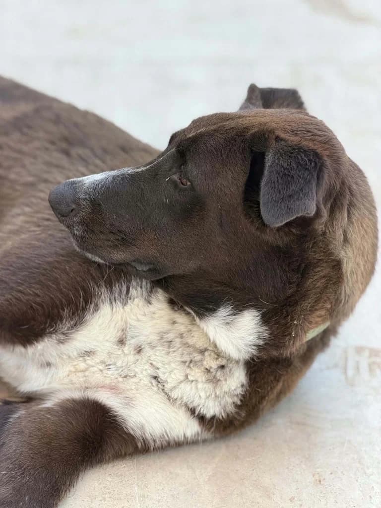 MAX, male mixed breed for adoption at Saving Souls Animal Rescue
