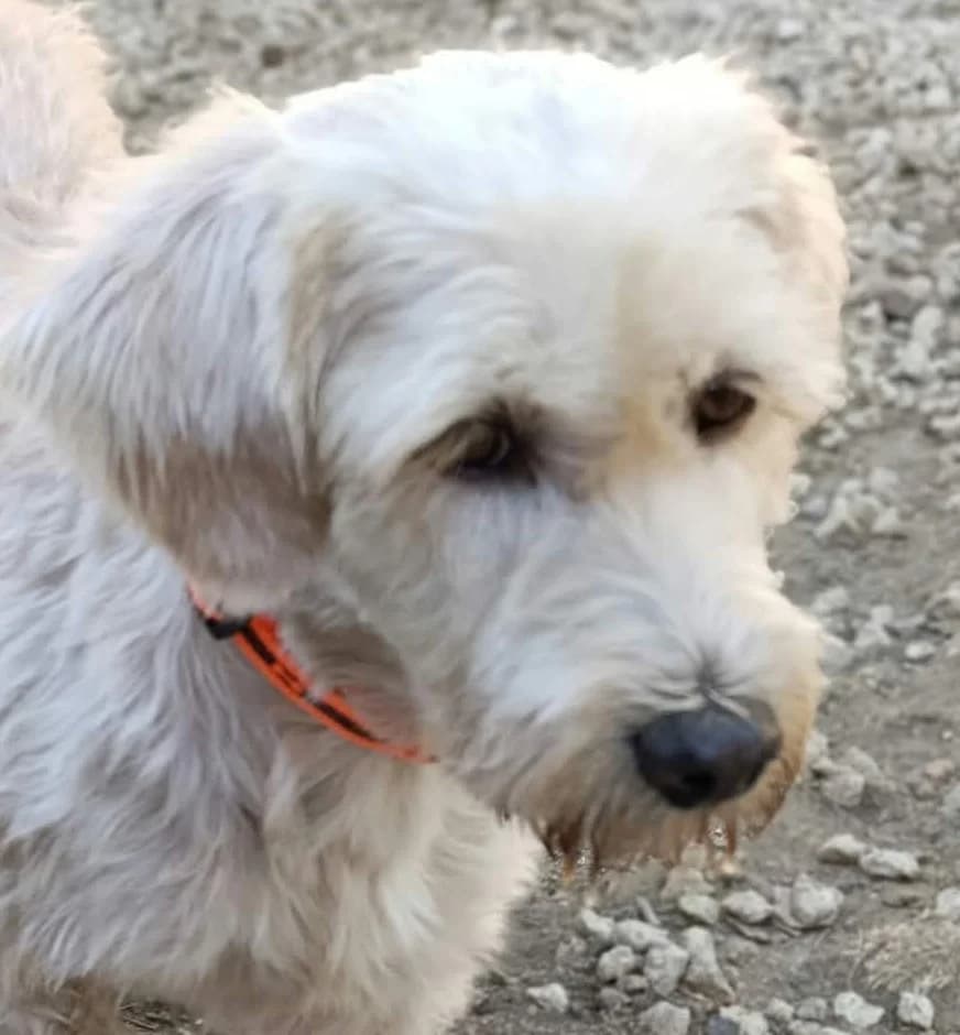 FLORENCE, female mixed breed for adoption at Saving Souls Animal Rescue
