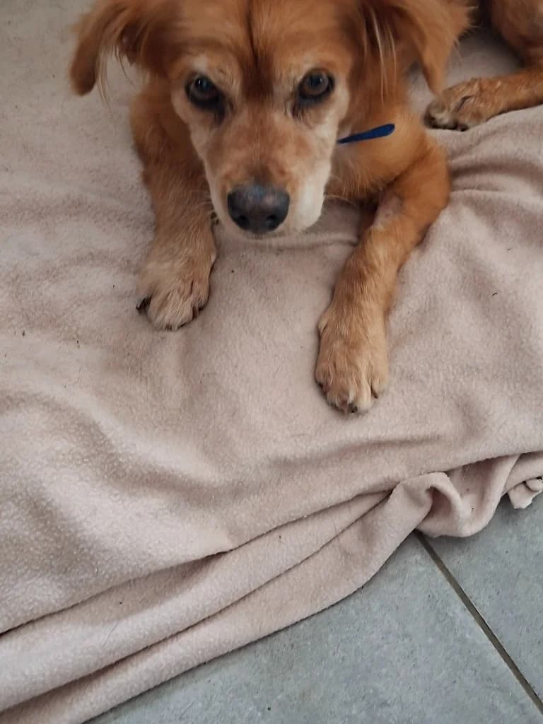 Floppi, male mixed breed for adoption at Saving Souls Animal Rescue
