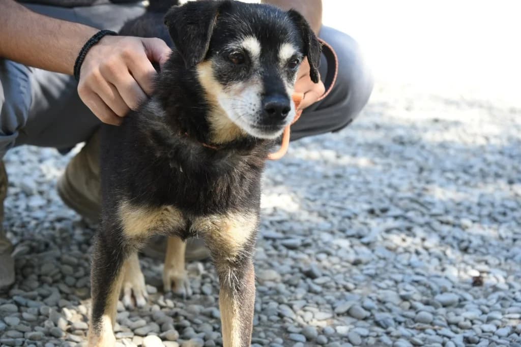 Maxsim, male Miniature Pinscher for adoption at Saving Souls Animal Rescue