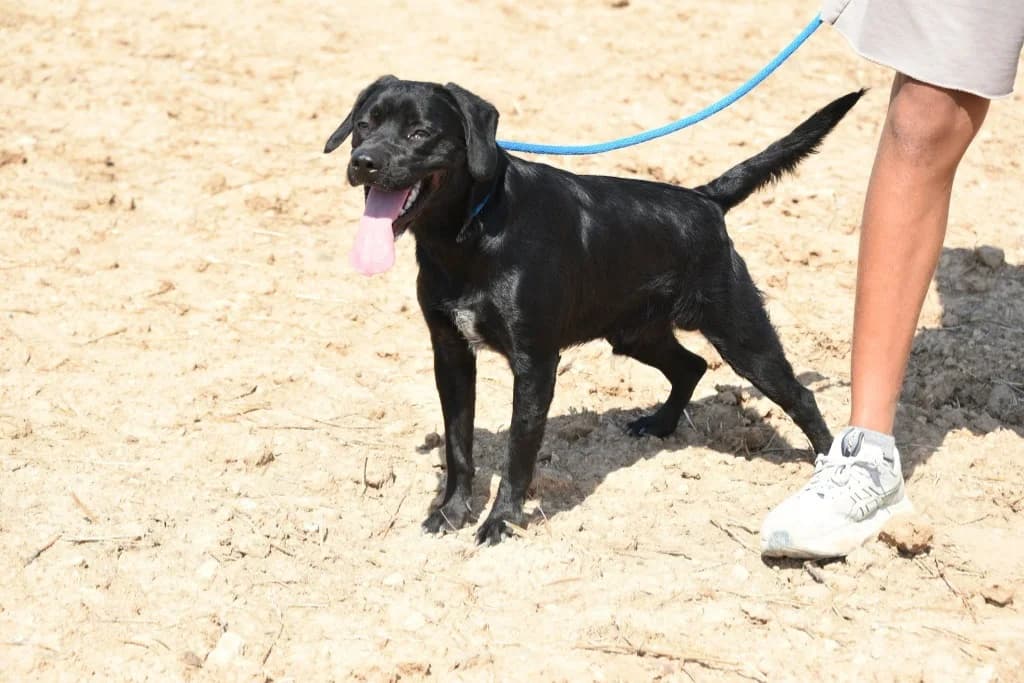 Stitch, male mixed breed for adoption at Saving Souls Animal Rescue