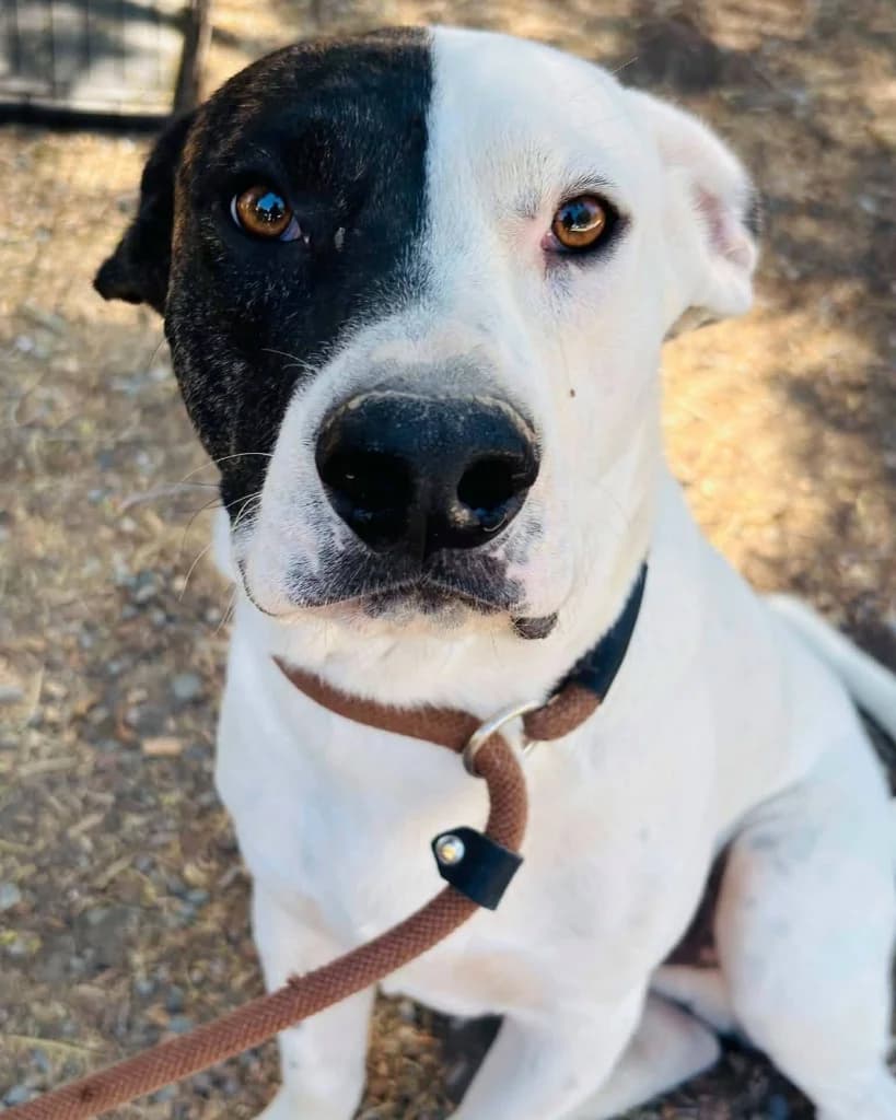 Nadal, male Pointer for adoption at Saving Souls Animal Rescue