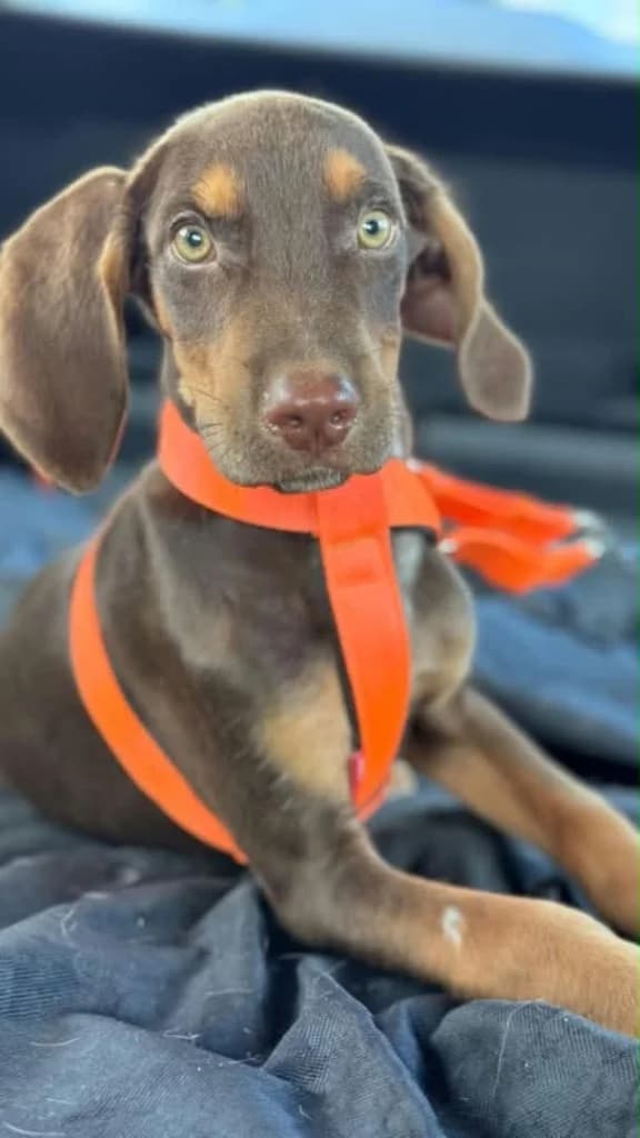 TROY, male mixed breed for adoption at Saving Souls Animal Rescue