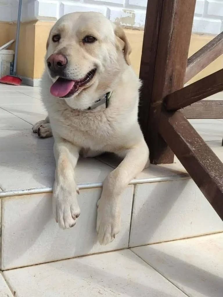 DRIFT, male Labrador Retriever for adoption at Saving Souls Animal Rescue
