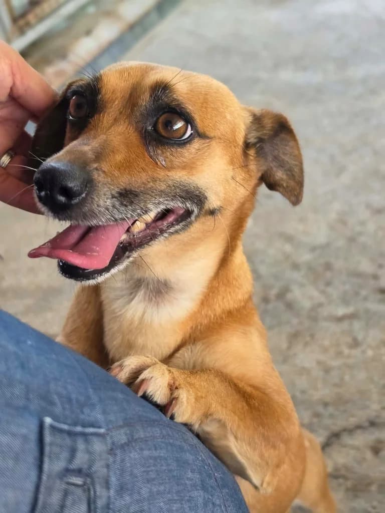 Zolda, female mixed breed for adoption at Saving Souls Animal Rescue