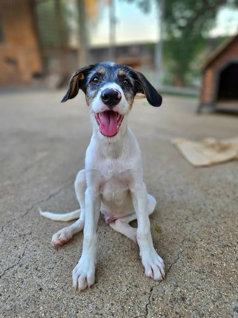 Toby, male mixed breed for adoption at Saving Souls Animal Rescue