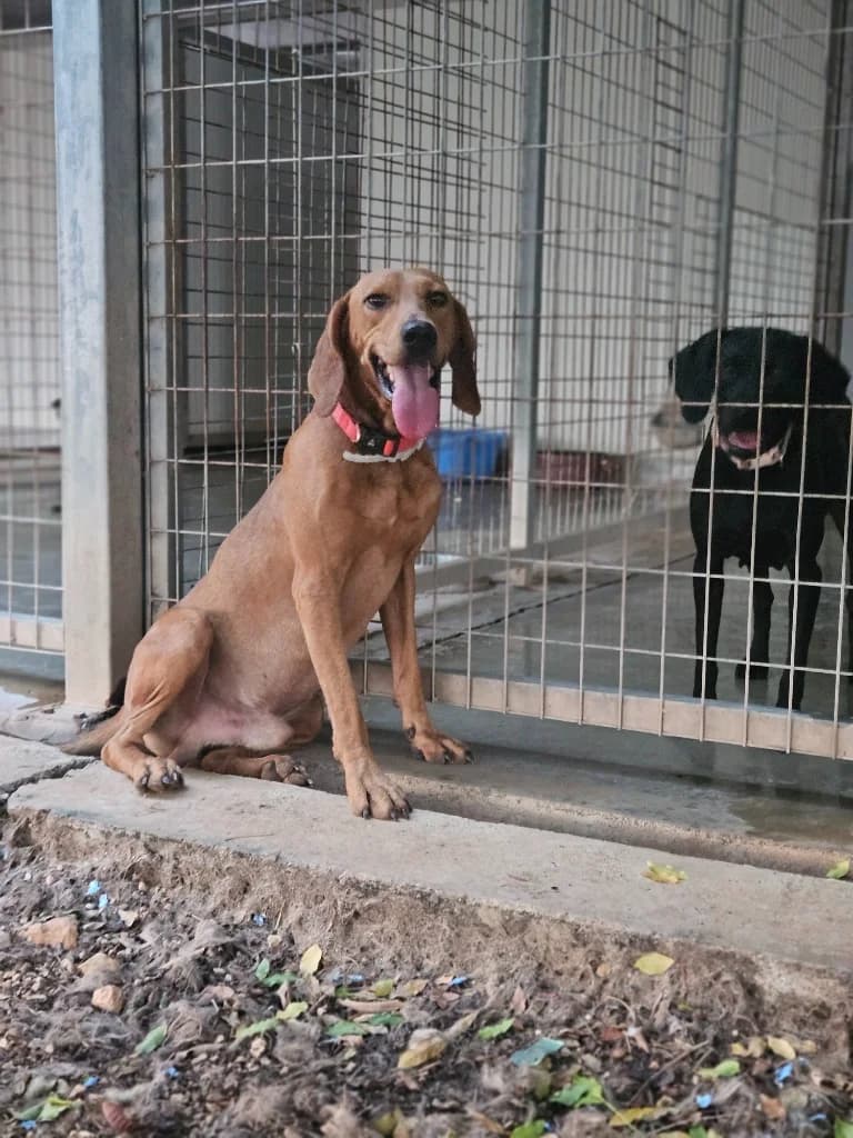 Brownie, male mixed breed for adoption at Saving Souls Animal Rescue
